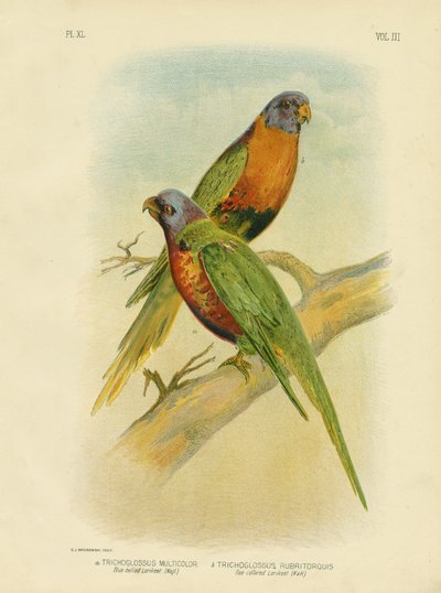 Blue-Bellied Lorikeet, 1891 by Gracius Broinowski